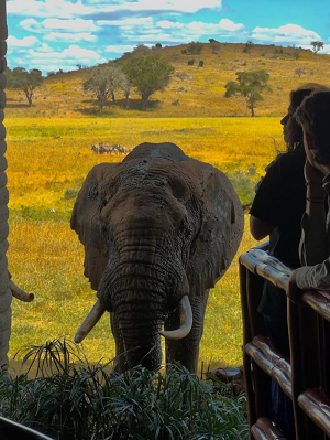7-Day Classic Kenya Safari & Beach Experience